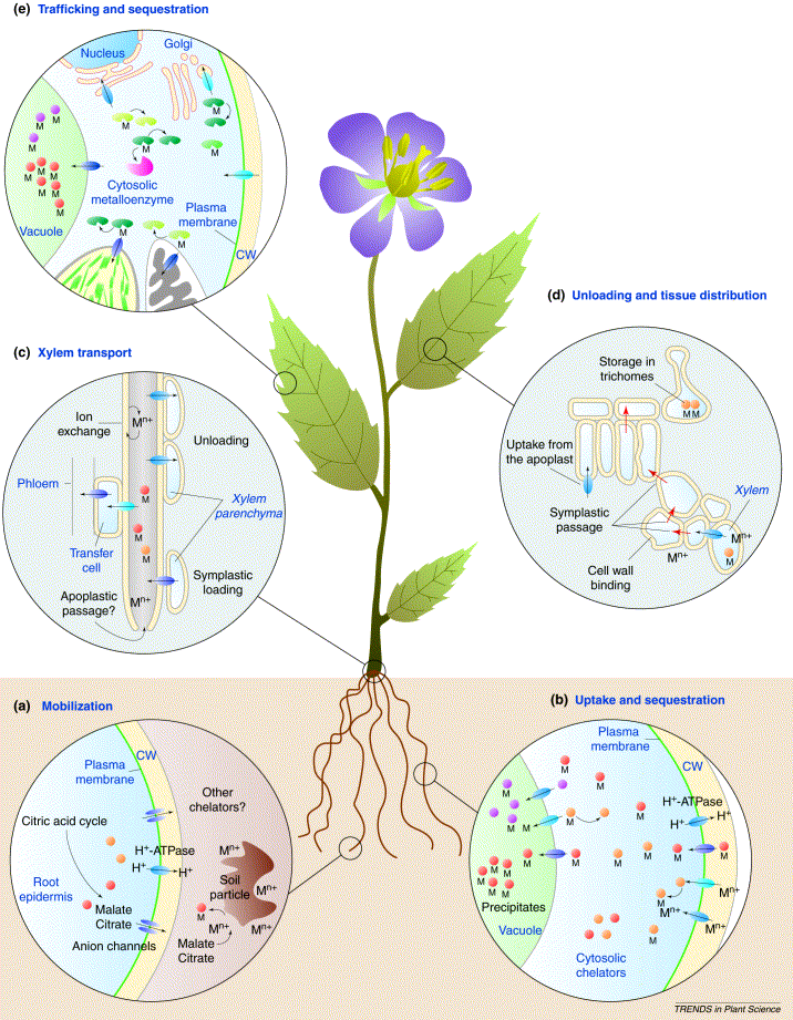 Homeostasis Organismal and Cell Level Mrs. Stankiewicz's Biology