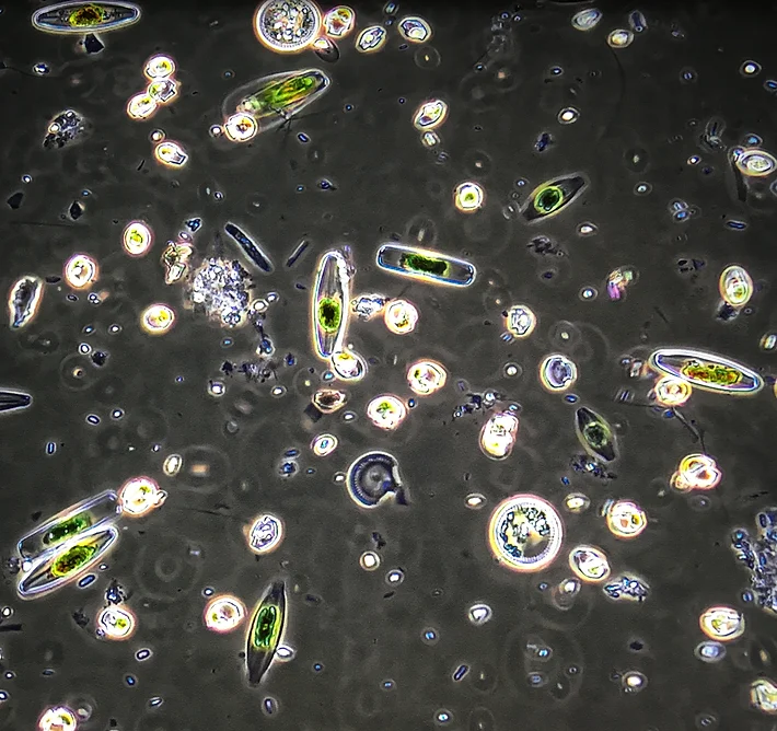 Andre Holzer Microbial interactions