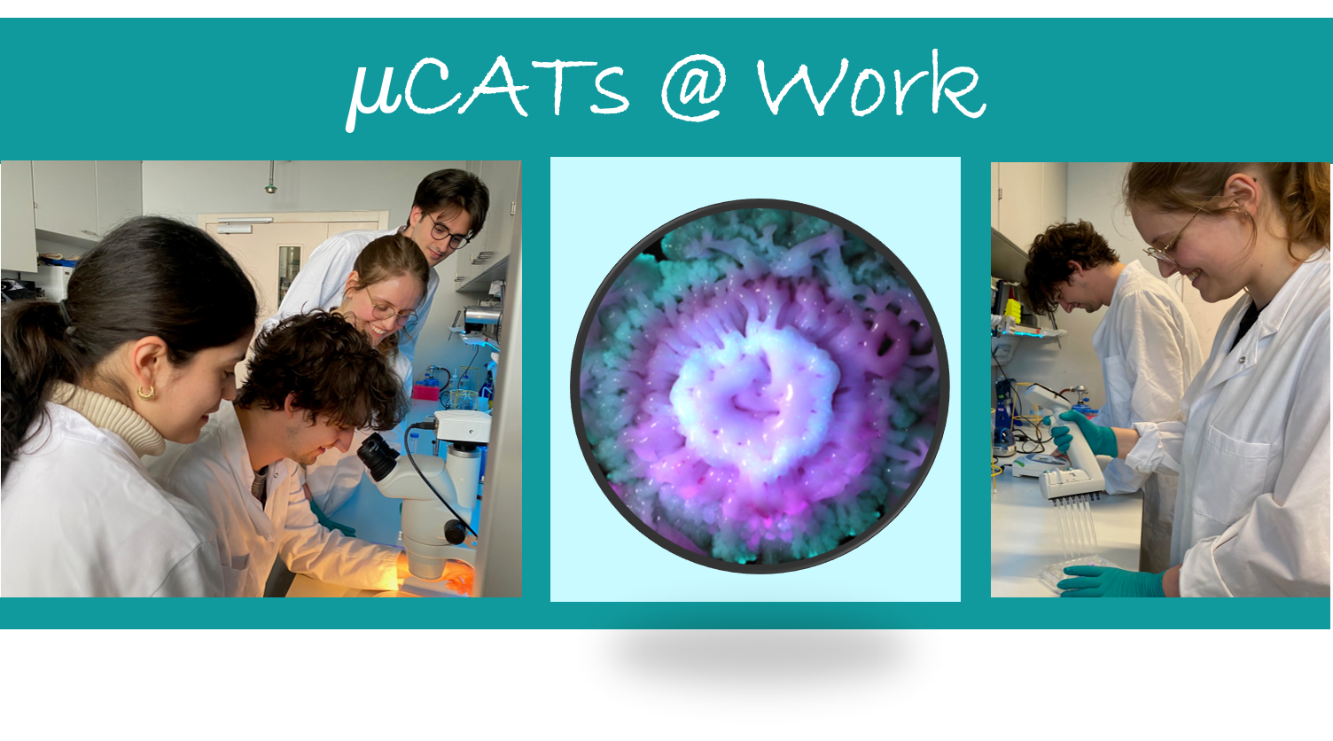 microCATs@work