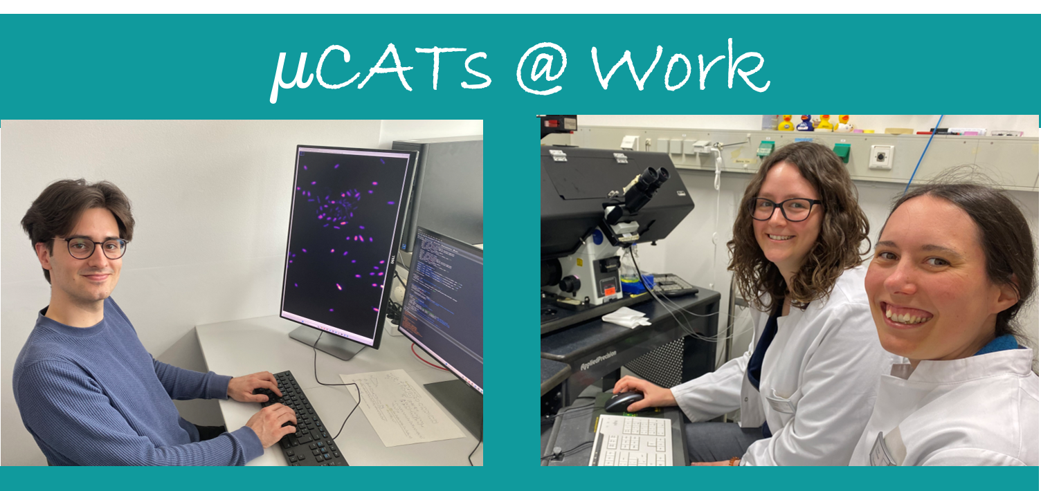 microCATs@work
