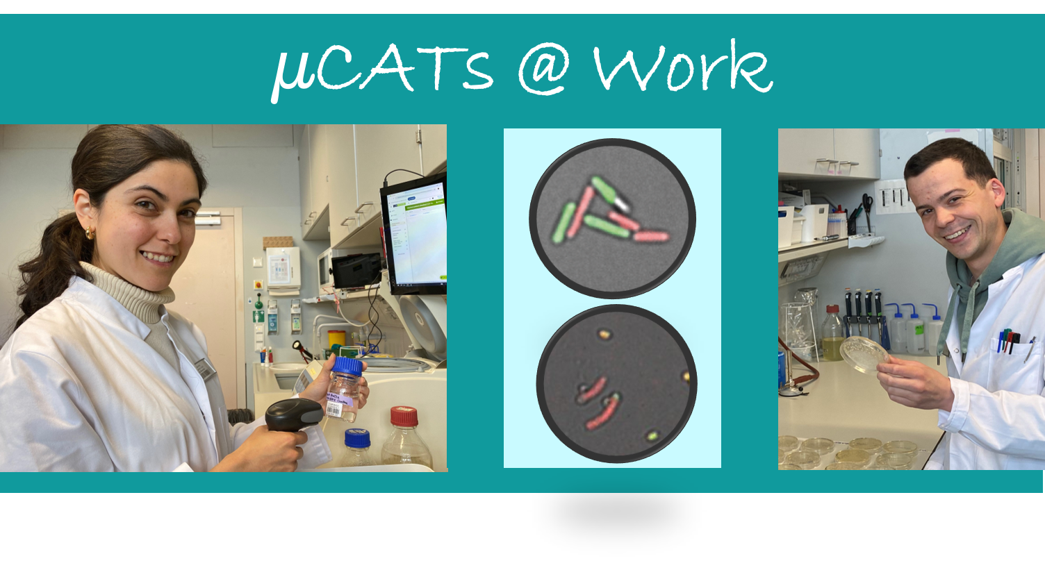 microCATs@work